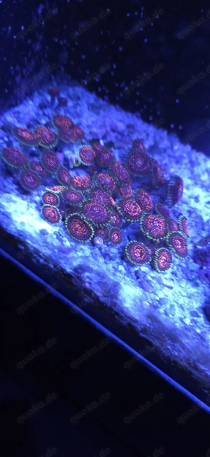 Zoanthus Flaming Brohician Rare 7X7CM DISC