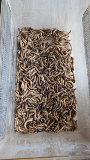 Zophobazucht Schwarzkäfer Reptil Gecko Terrarium Futter 