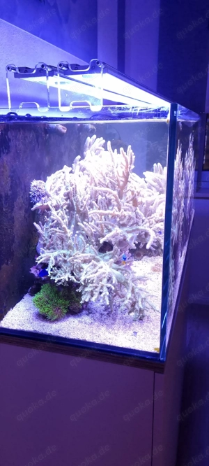 sehr große grüne Weichkoralle