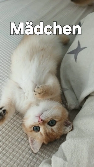 Wunderschöne BKH kitten in gold Chinchilla 