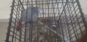 Gut gezähmte Graupapageien suchen ein gutes Zuhause