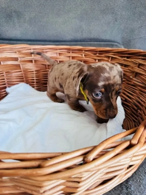 Bezaubernde Dackelwelpen - Dackel welpen