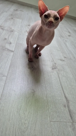 Kater Dobby sucht ein liebevolles Zuhause Bild 3