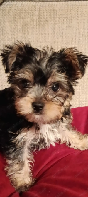 Süße Yorkshire Chihuahua Mix Welpen 