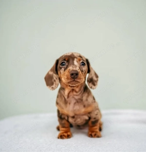 Dackel welpen Bild 2