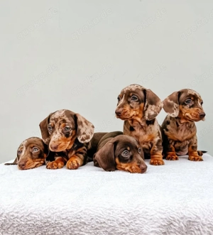 Supol Dackel welpen