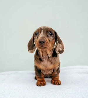 Dackel welpen Bild 4