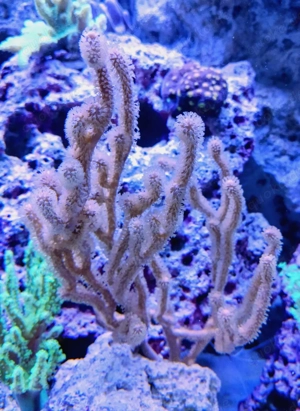 Korallenableger- Meerwasser- Hornkoralle Isis hippuris