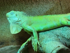 Albino Leguan Dame 