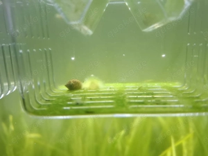 20 Blasenschnecken abzugeben