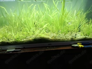 20 Vallisneria Pflanzen fürs Aquarium