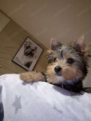yorkshire terrier Welpen zum verkauf
