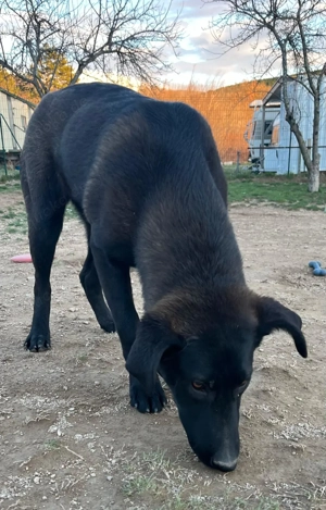 Kluge Mischlingshündin Olga sucht ihr eigenes Körbchen Bild 4