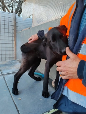 Kluge Mischlingshündin Olga sucht ihr eigenes Körbchen Bild 10