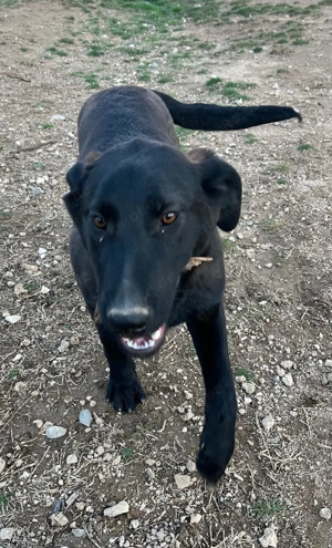 Kluge Mischlingshündin Olga sucht ihr eigenes Körbchen Bild 2