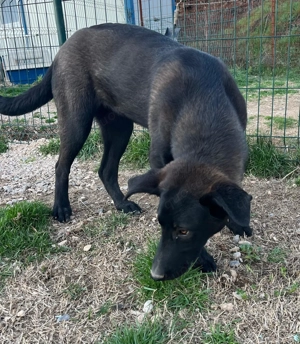 Kluge Mischlingshündin Olga sucht ihr eigenes Körbchen Bild 6