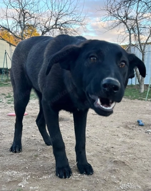 Kluge Mischlingshündin Olga sucht ihr eigenes Körbchen Bild 5