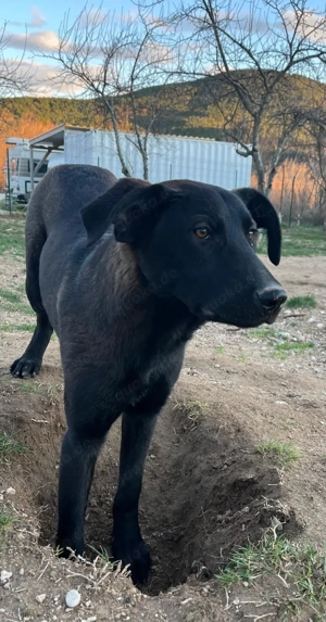 Kluge Mischlingshündin Olga sucht ihr eigenes Körbchen Bild 7