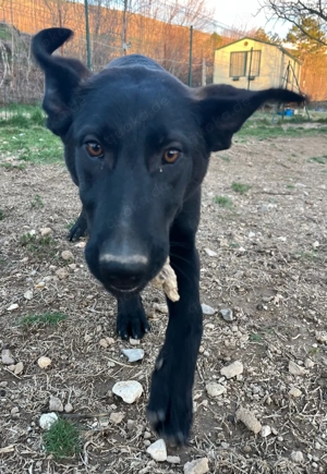 Kluge Mischlingshündin Olga sucht ihr eigenes Körbchen Bild 3