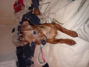 Ich suche neuen Zuhause.  Bild 2