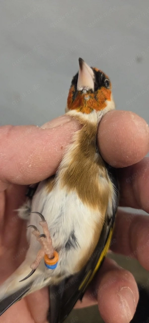 stieglltz europaisch 