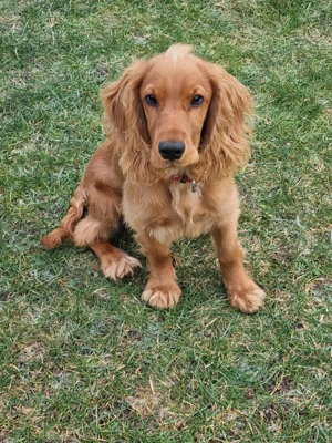 Endlich Cocker Spaniel 6 Monat alt 