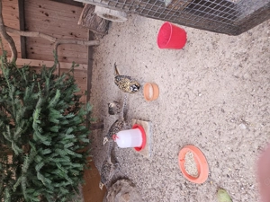 Königsfasane Hennen