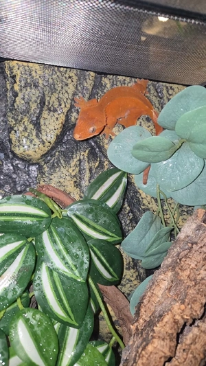 kronengecko red phantom weibchen