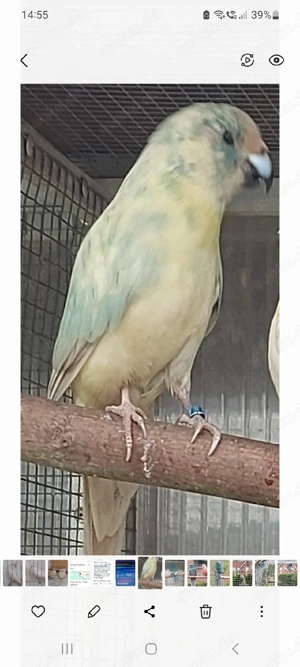 Zuchtpaar Ziegensittiche 