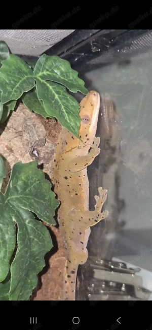 Kronengecko Dalmatiner männchen