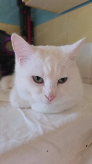 türkische angora katze