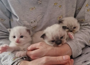 4 verschmuste ragdoll Kitten 