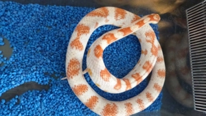 1.0 Kornnatter High White