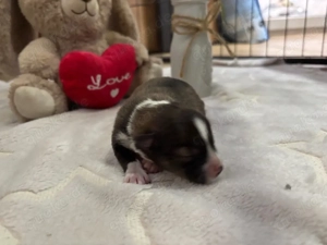 Achtung: Welpenalarm! Zuckerschock-Gefahr!