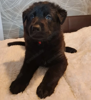 Schäferhundwelpe zuverkaufen Bild 2