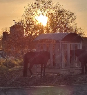 Freundschaftliche Verbindung gesucht
