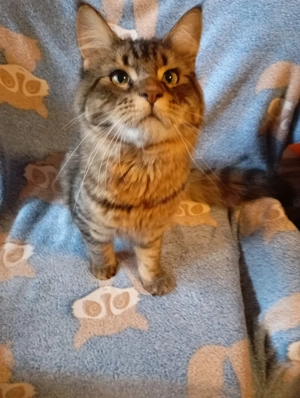 Maine Coon schmusebär dringend ein neues zu Hause