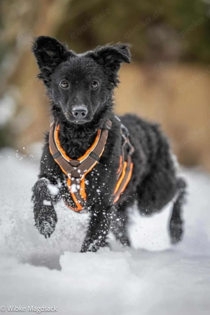 Süße kleine kroatische Schäferhund Mischlingshündin Yuna sucht ihre Familie