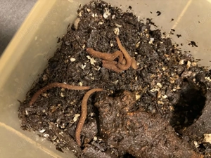 Epiperipatus barbadensis Stummelfüßer