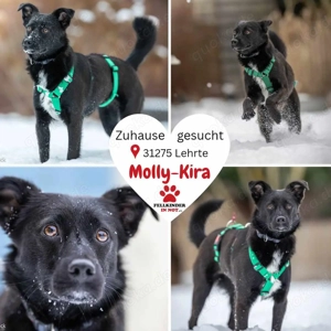 liebe schüchterne Molly-Kira sucht ihre Familie, Mischlings-Hündin, Herzenshund