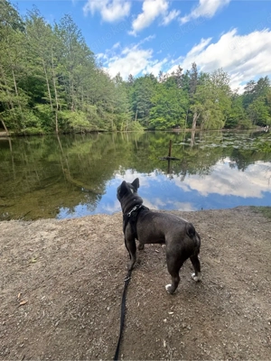 deckrüde 2 jahre alt 