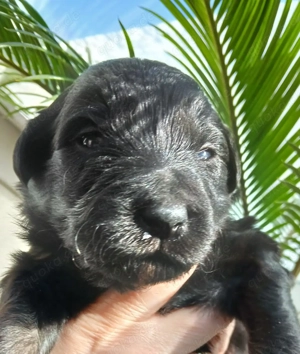 Portugisische Wasserhundwelpen Bergamasker Hirtenhund Wasserbergamasker
