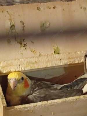 Nymphensittich Pärchen sucht neues zuhause