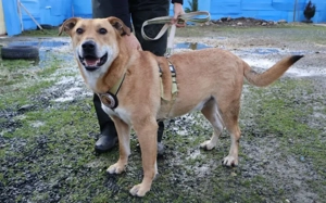 Hübscher Rüde Bernstein		 Bild 5