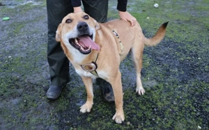 Hübscher Rüde Bernstein		 Bild 2