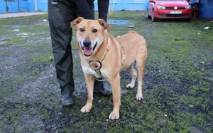 Hübscher Rüde Bernstein		 Bild 4