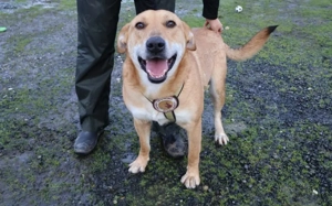 Hübscher Rüde Bernstein		 Bild 3