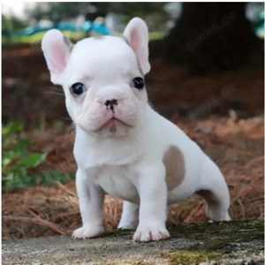 Französische Bulldoggenwelpen