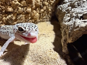 Leopardgeckos (Eublepharis macularius)   2 Weibchen (0.2) abzugeben