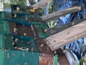 8 Starke und sanftmütige Carnica Bienenvölker auf Zander